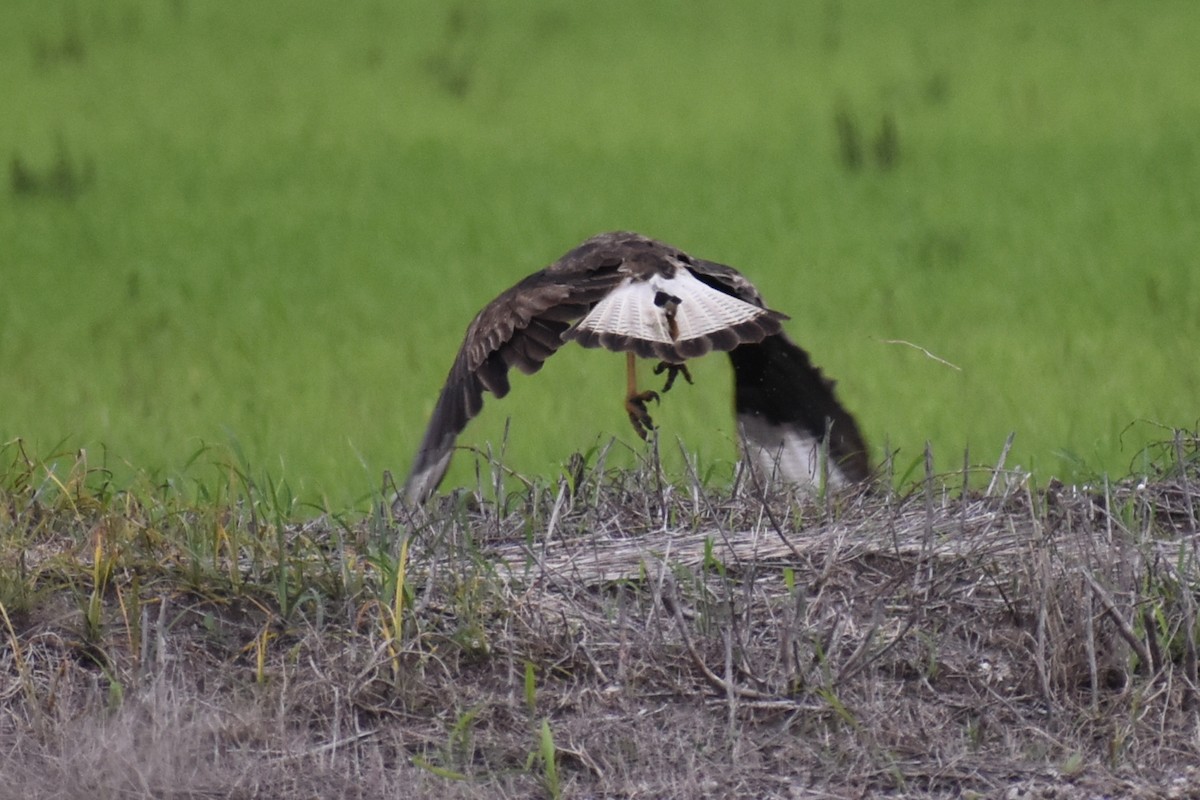 Crested Caracara (Northern) - ML635731474
