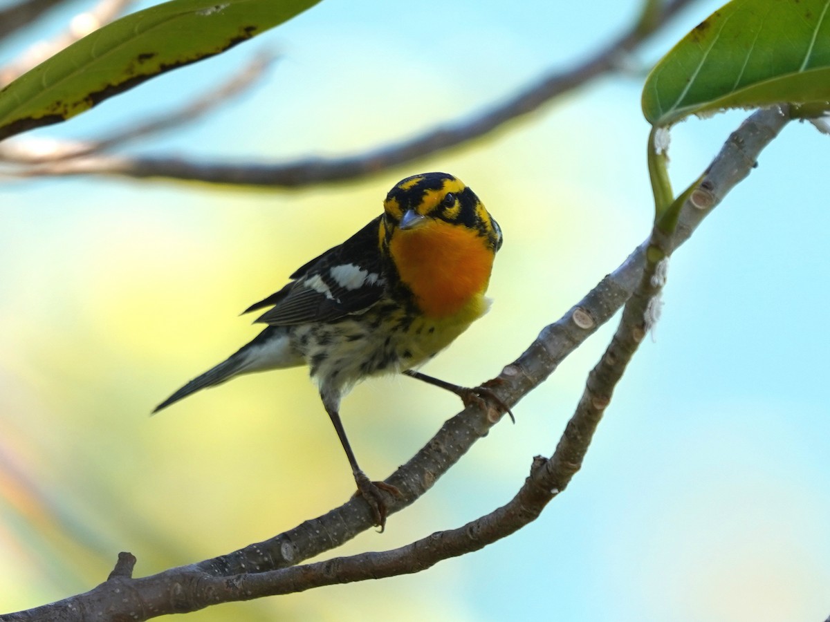 Blackburnian Warbler - ML635731505