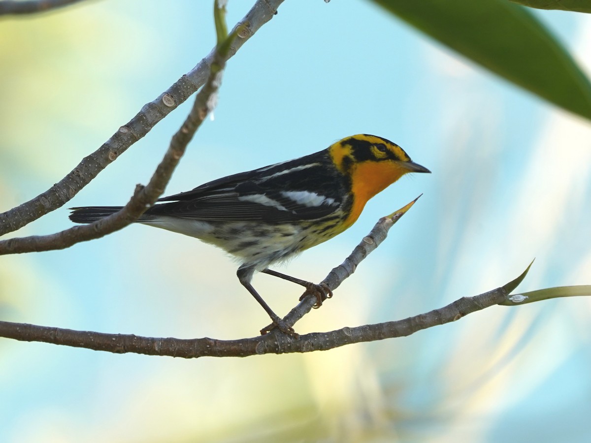 Blackburnian Warbler - ML635731506