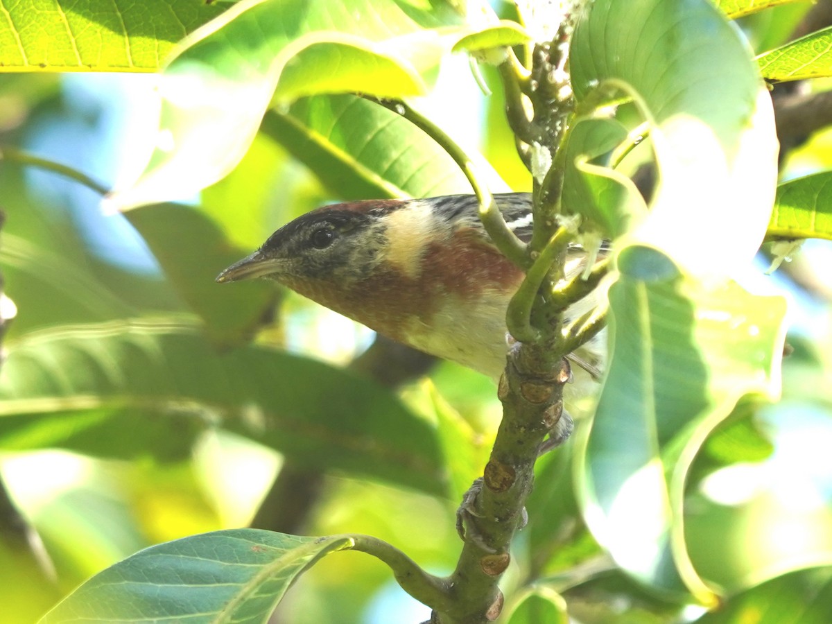 Bay-breasted/Blackpoll Warbler - ML635731535