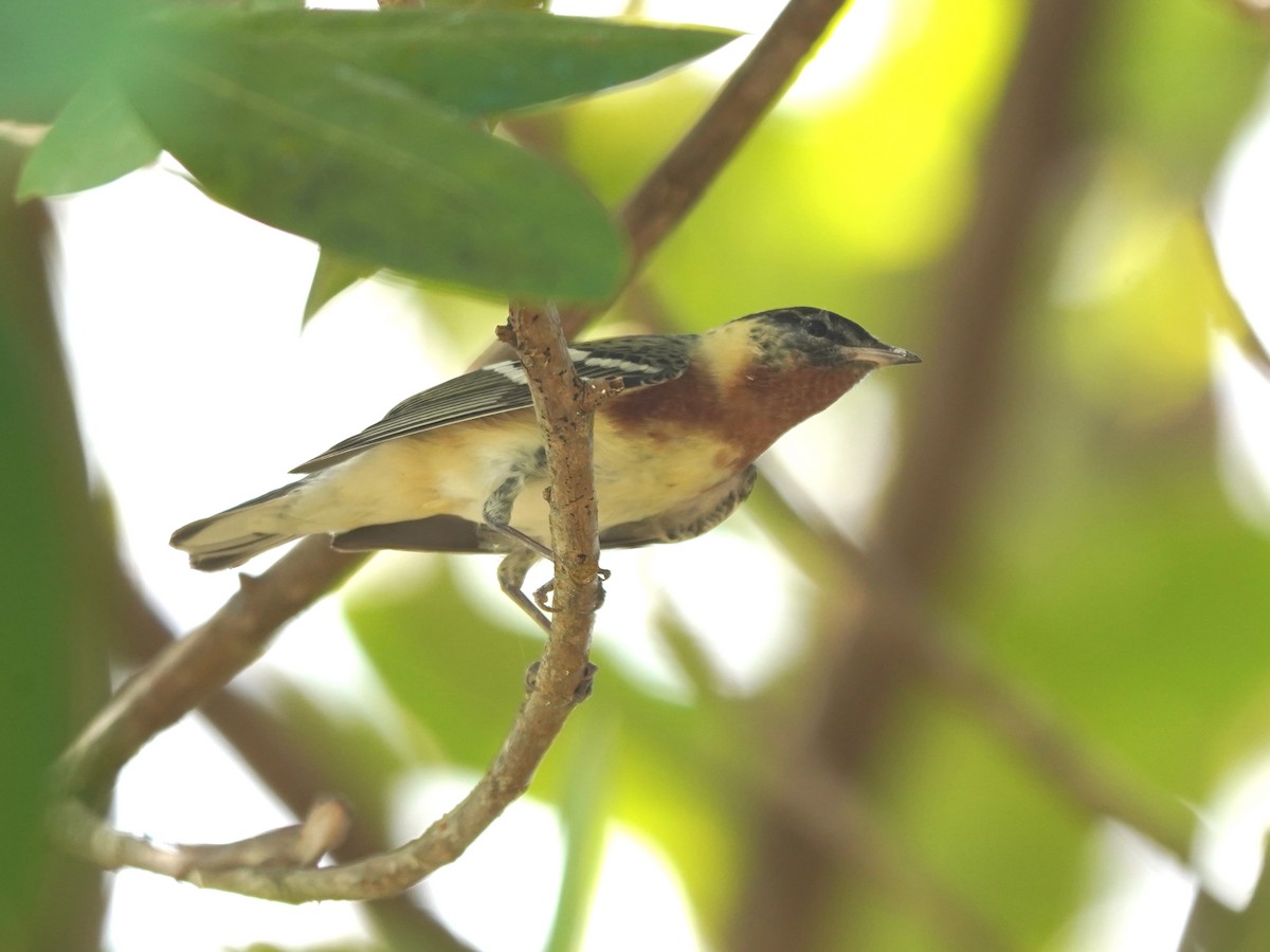 Bay-breasted/Blackpoll Warbler - ML635731536