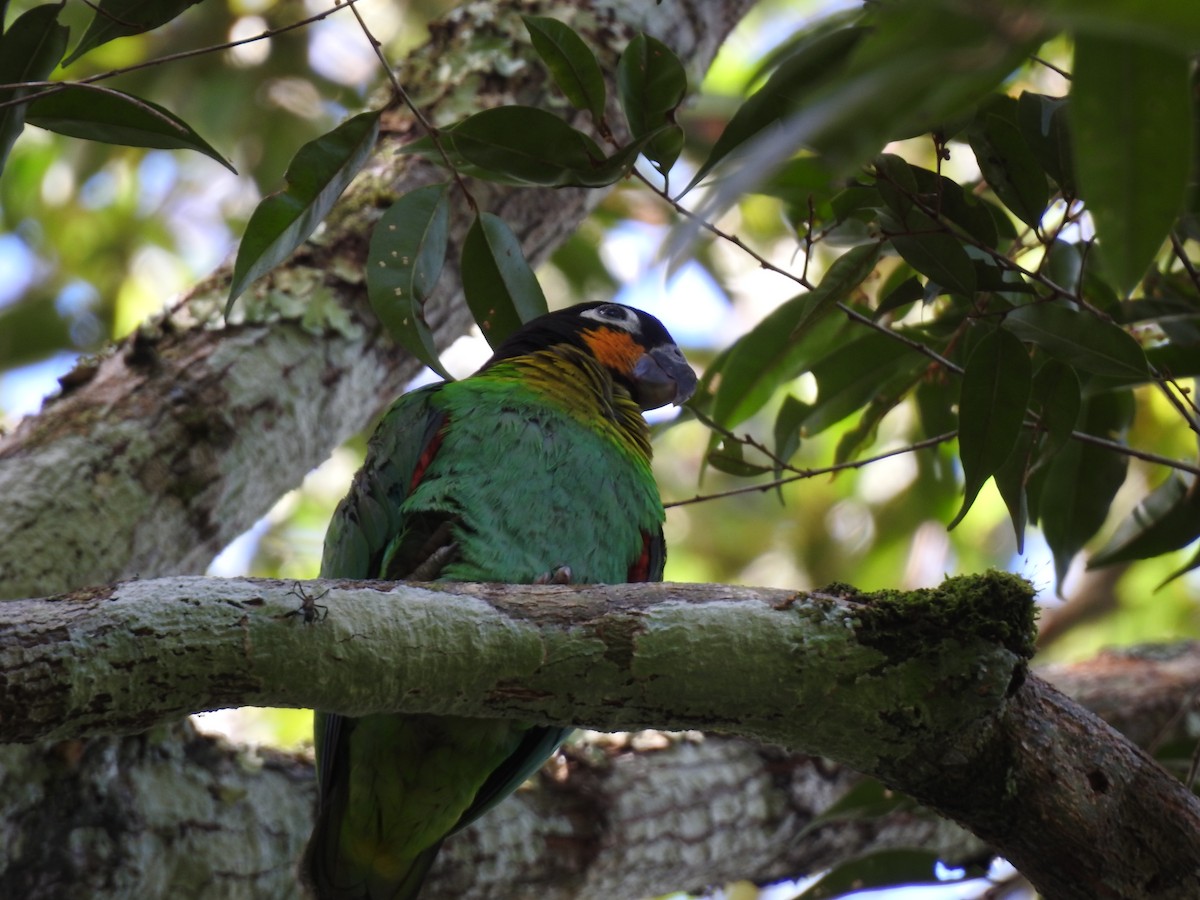 Orange-cheeked Parrot - ML635731568
