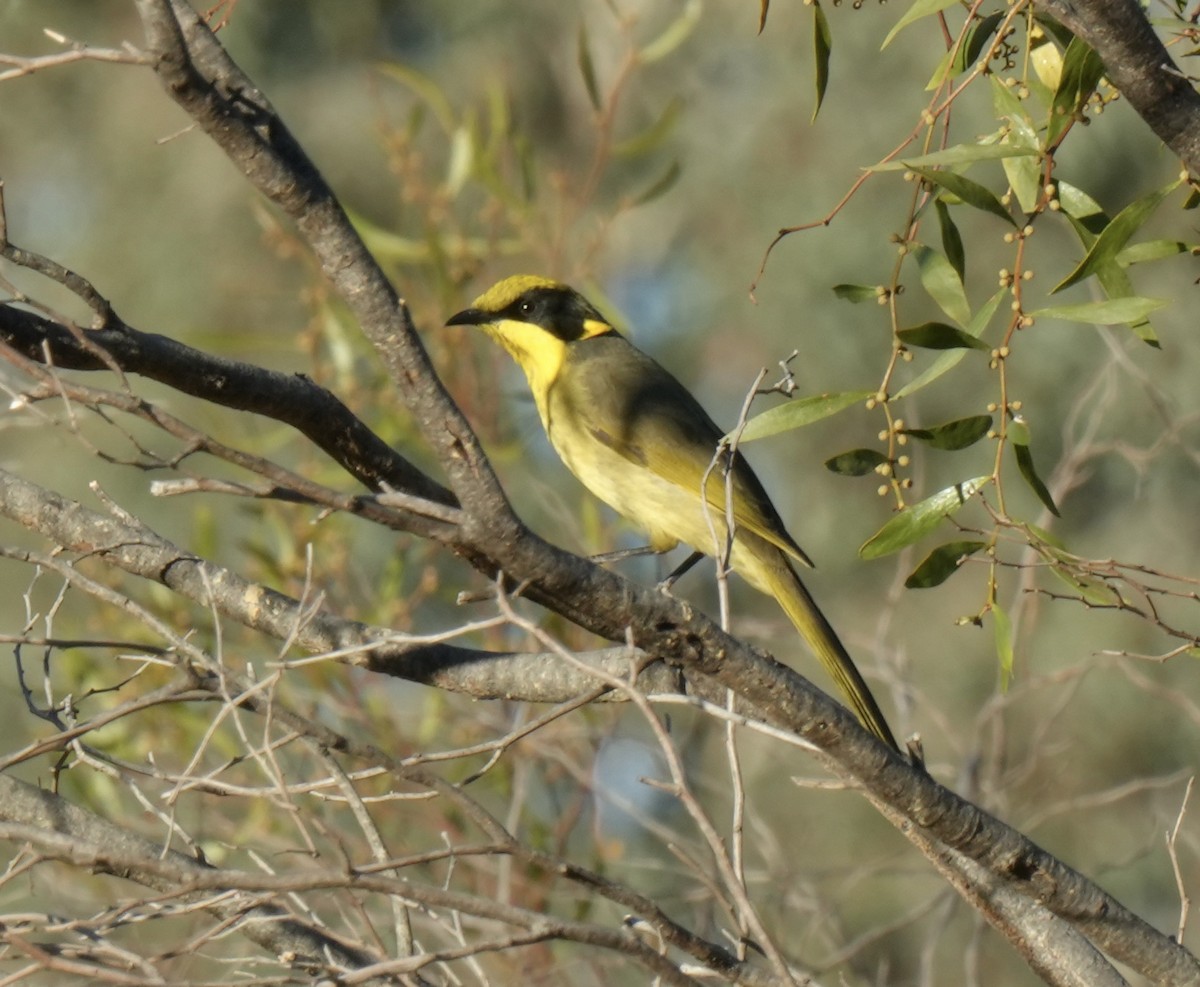 Yellow-tufted Honeyeater - ML635731612