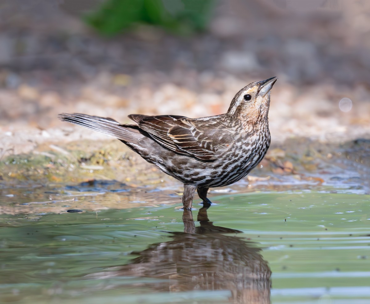 Red-winged Blackbird (Red-winged) - ML635731776