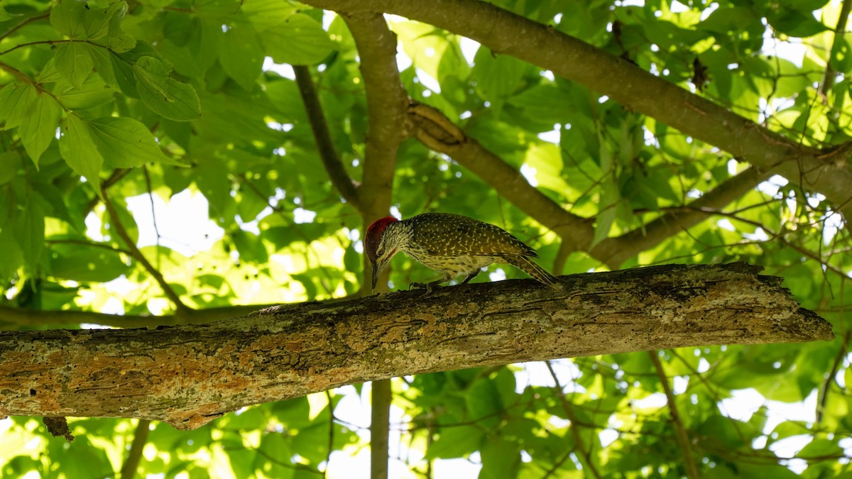 Golden-tailed Woodpecker - ML635731793