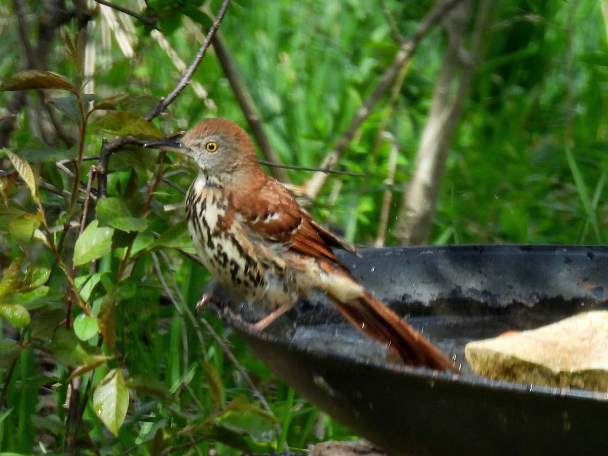 Brown Thrasher - ML635731799