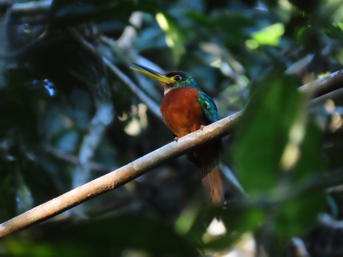 Yellow-billed Jacamar - ML635731996
