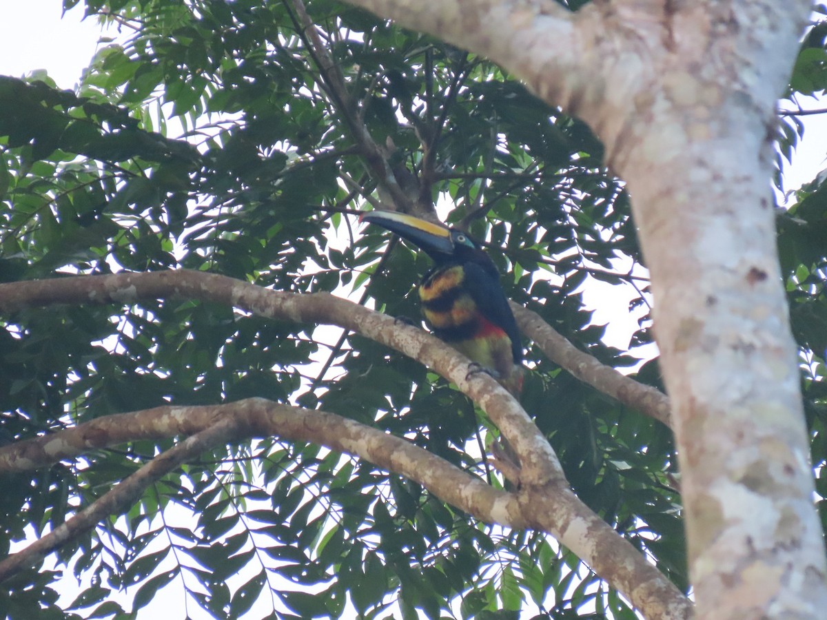 Many-banded Aracari - ML635732020