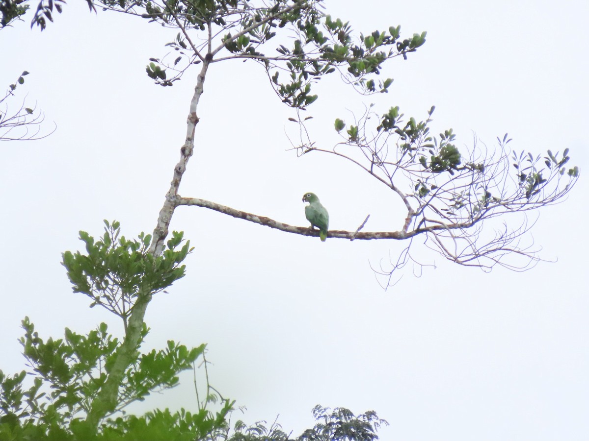 Mealy Amazon - ML635732061