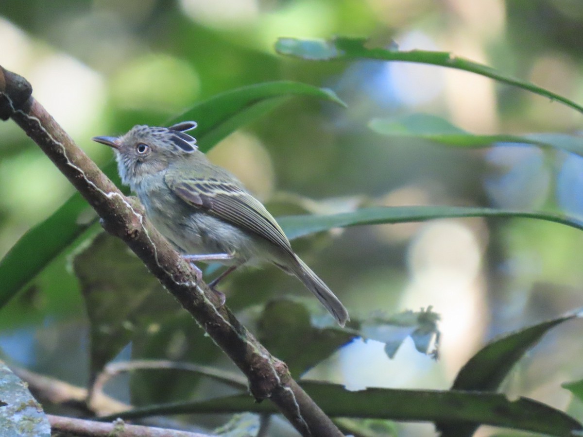 Double-banded Pygmy-Tyrant - ML635732067