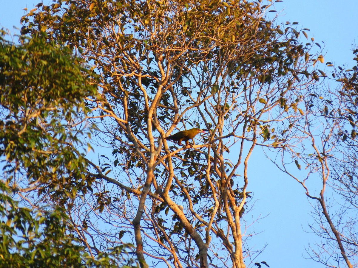 Green Oropendola - ML635732103