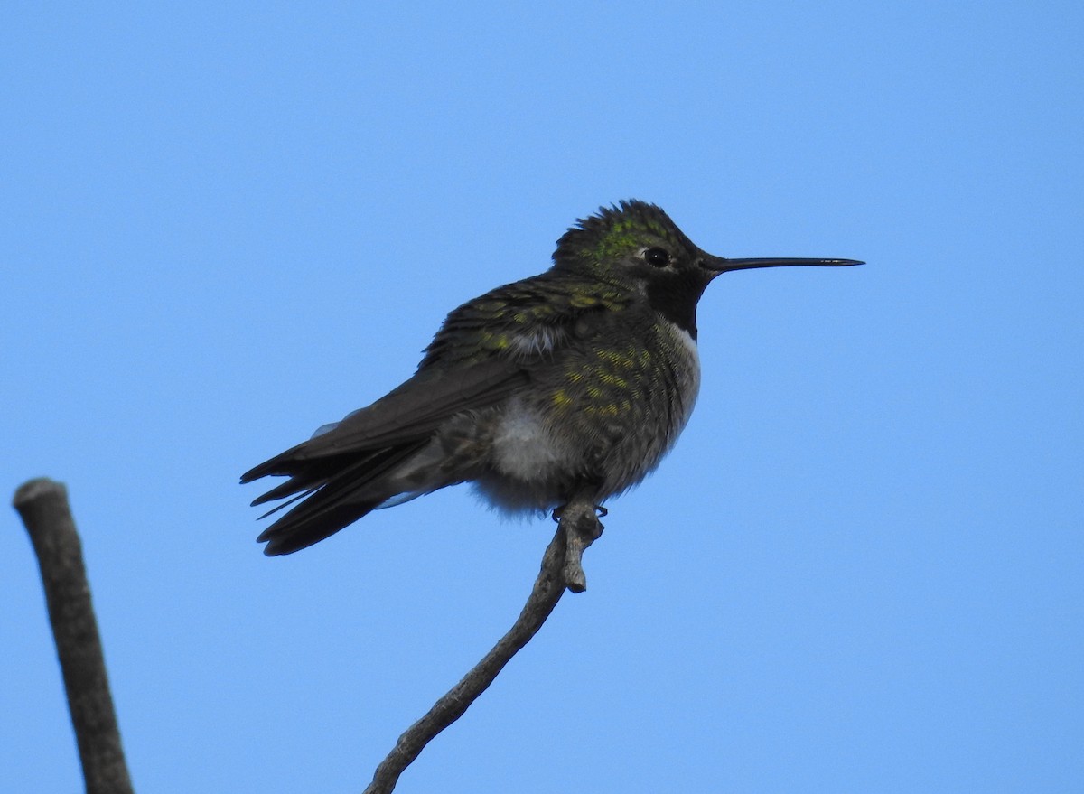 Black-chinned Hummingbird - ML635732270