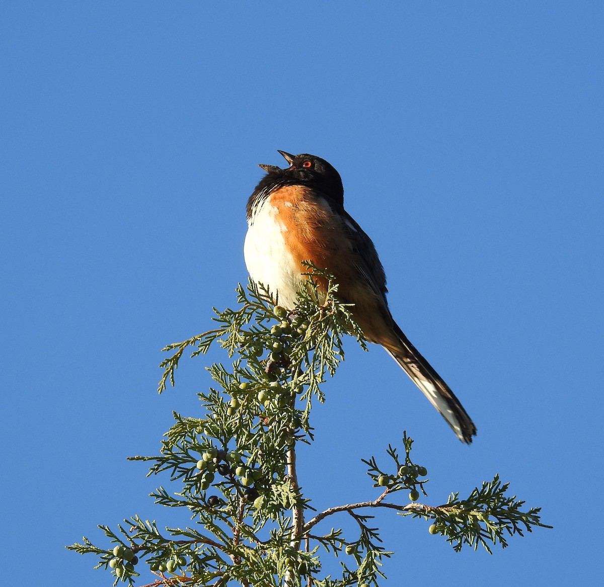 Spotted Towhee - ML635732295