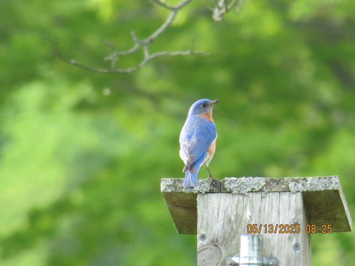 Eastern Bluebird - ML635732307