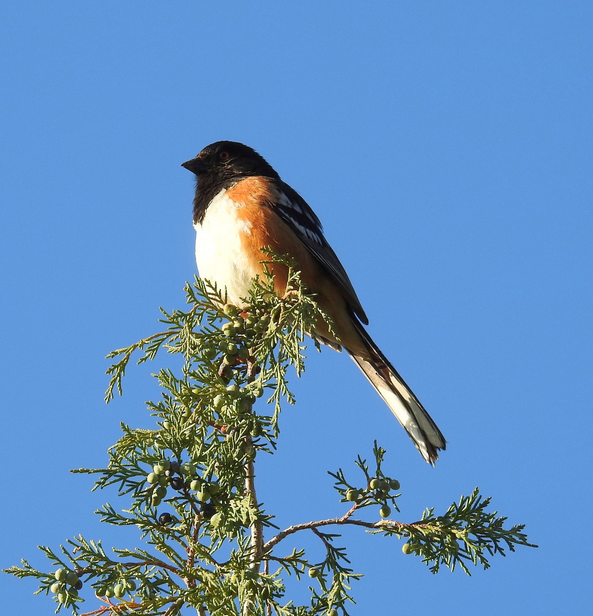Spotted Towhee - ML635732317