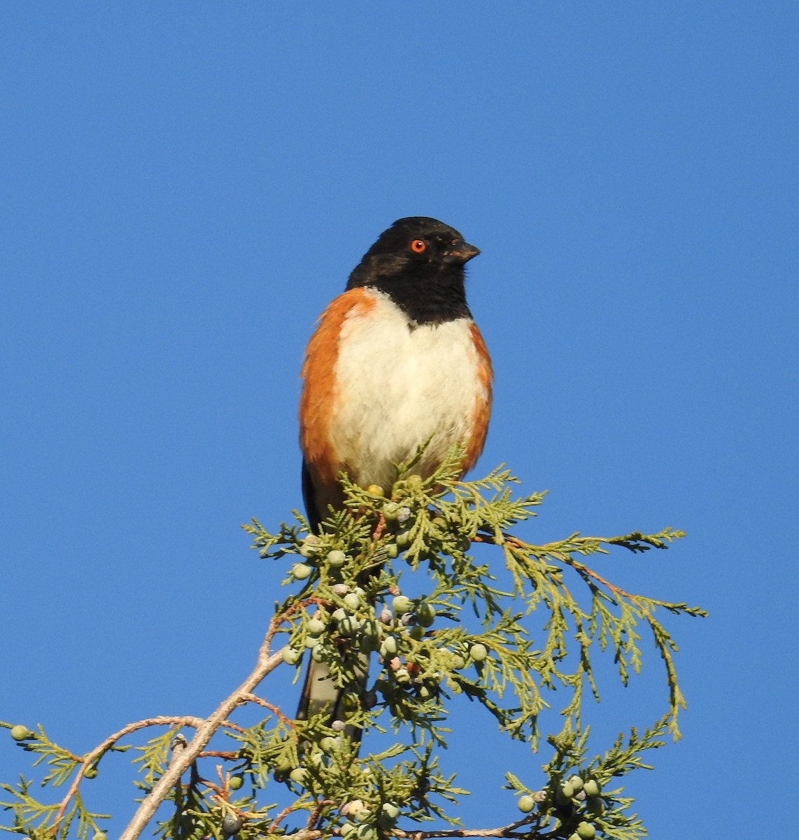 Spotted Towhee - ML635732346