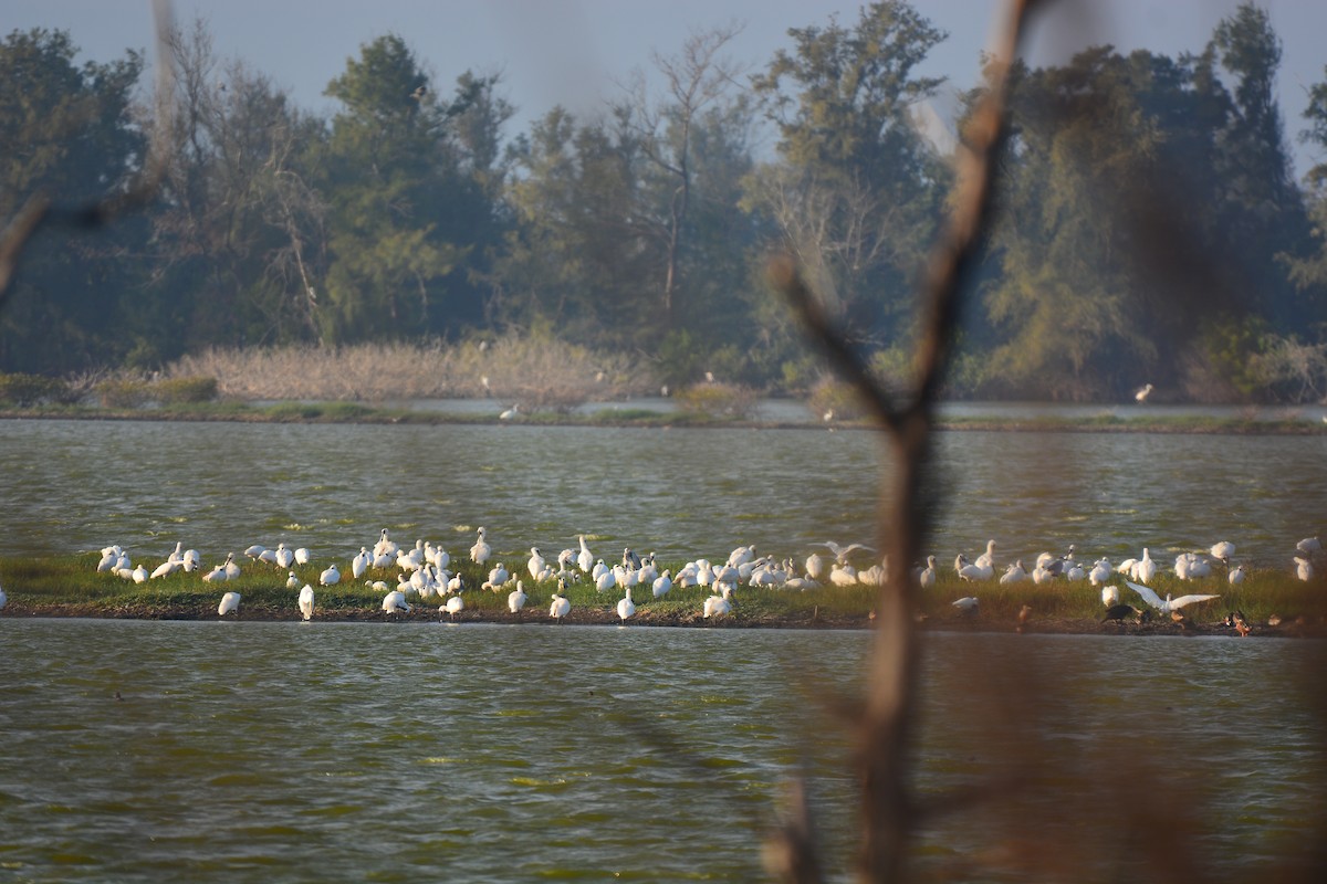 Black-faced Spoonbill - ML635732354