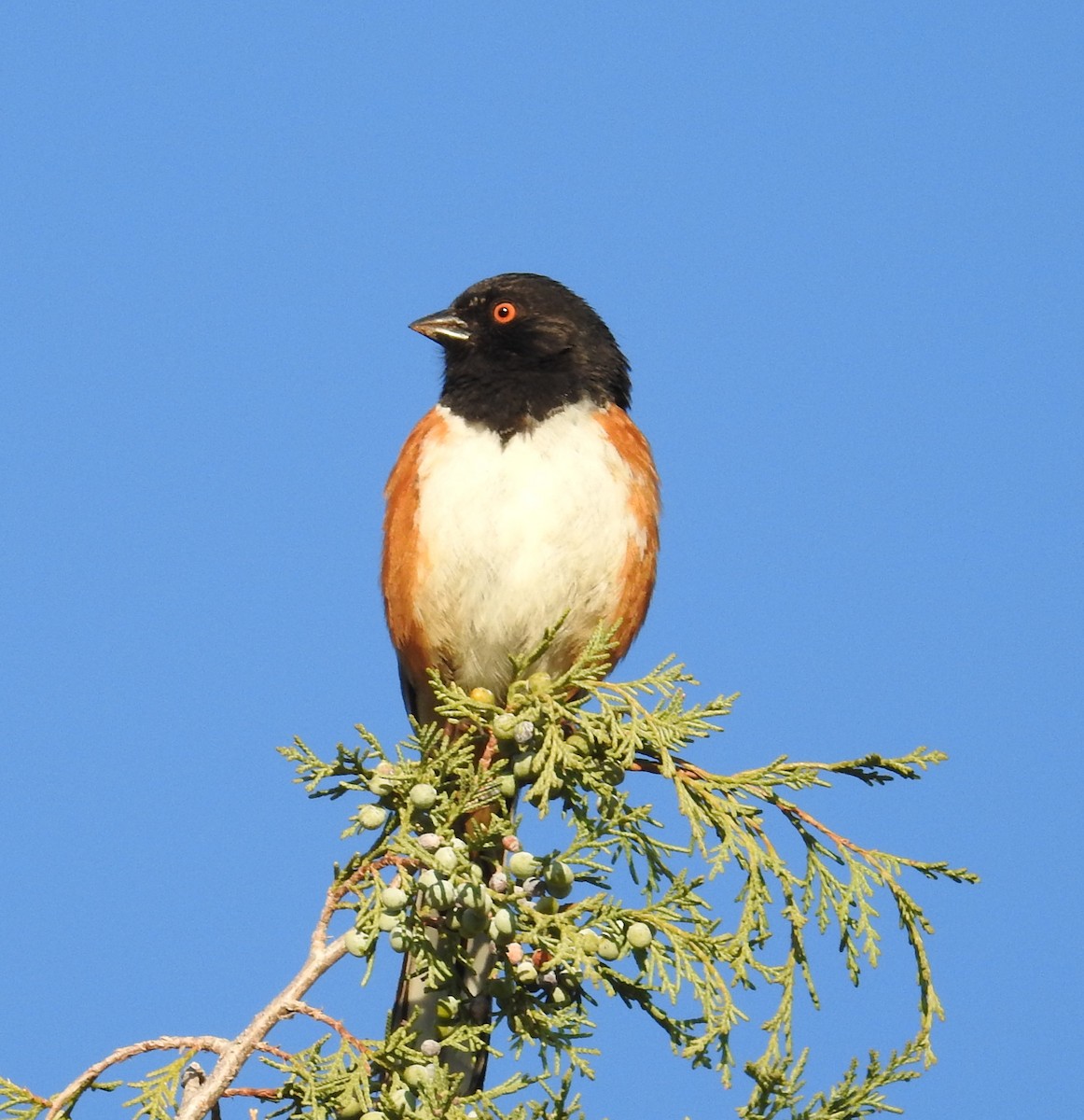 Spotted Towhee - ML635732383