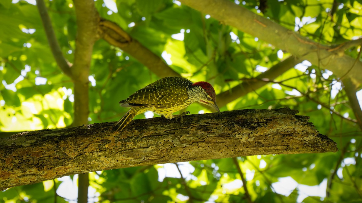 Golden-tailed Woodpecker - ML635732386