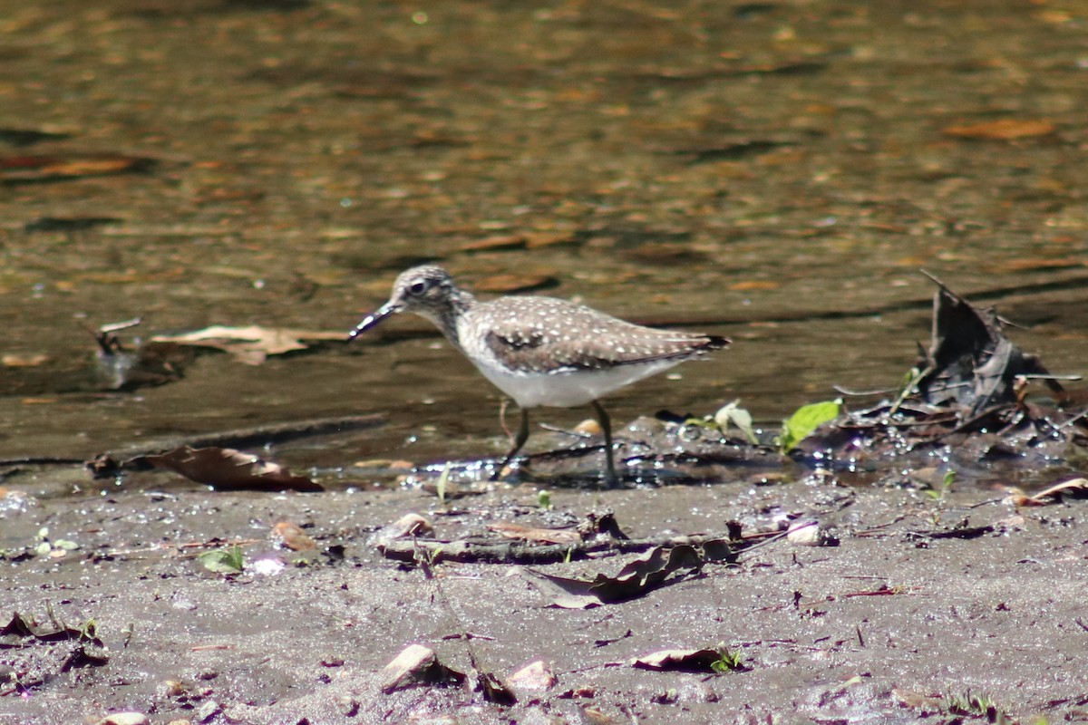 Solitary Sandpiper - ML635732426