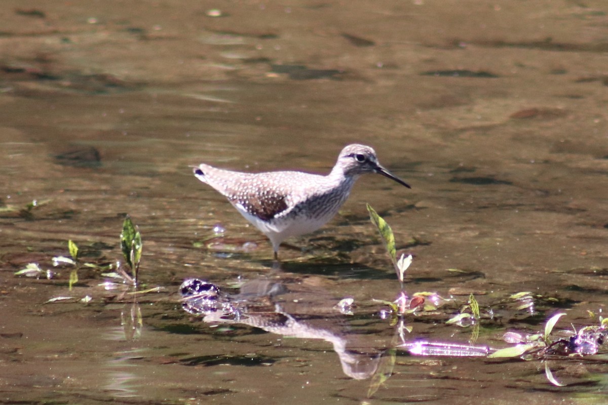 Solitary Sandpiper - ML635732427