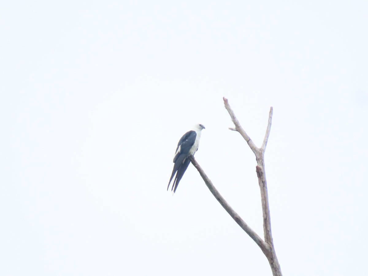 Swallow-tailed Kite - ML635732450