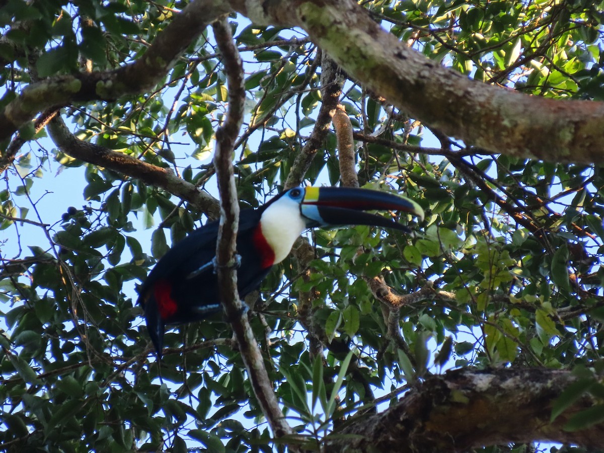 White-throated Toucan - ML635732497