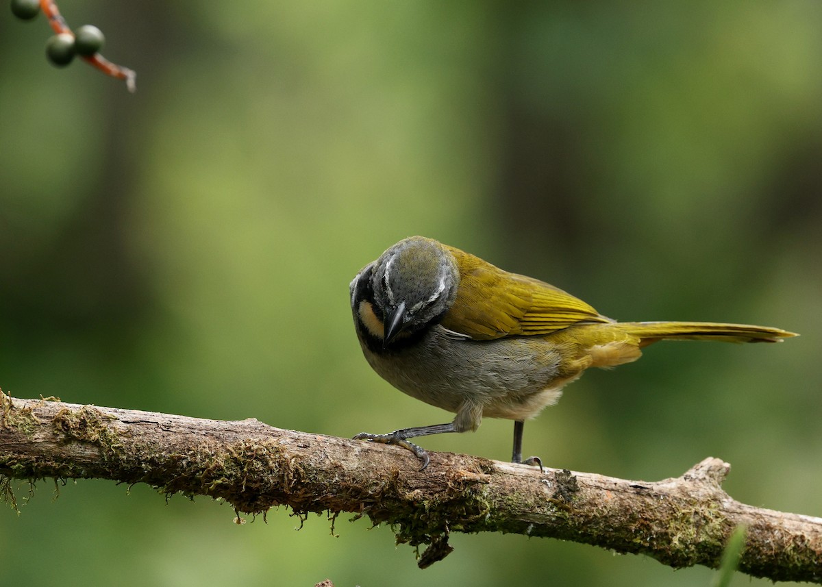 Buff-throated Saltator - ML635732536