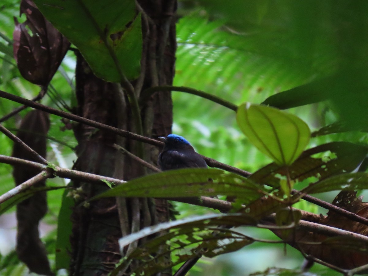 Mavi Tepeli Manakin - ML635732542