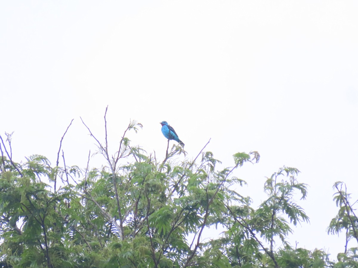 Spangled Cotinga - ML635732549