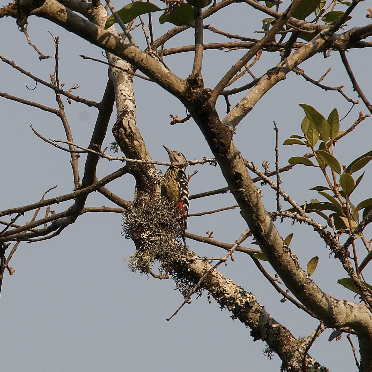 Stripe-breasted Woodpecker - ML635732573