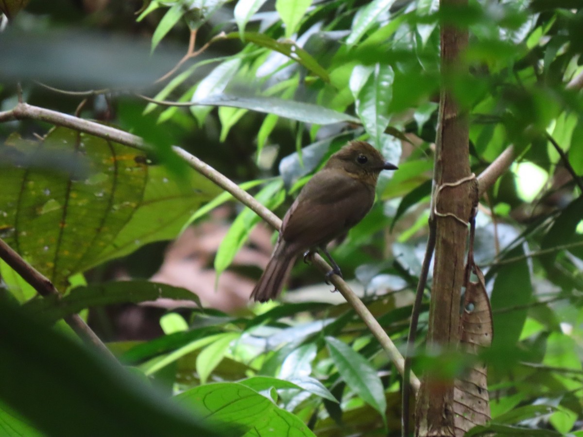 Brown-winged Schiffornis - ML635732600