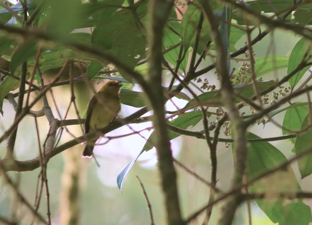 Yellow-headed Manakin - ML635732753