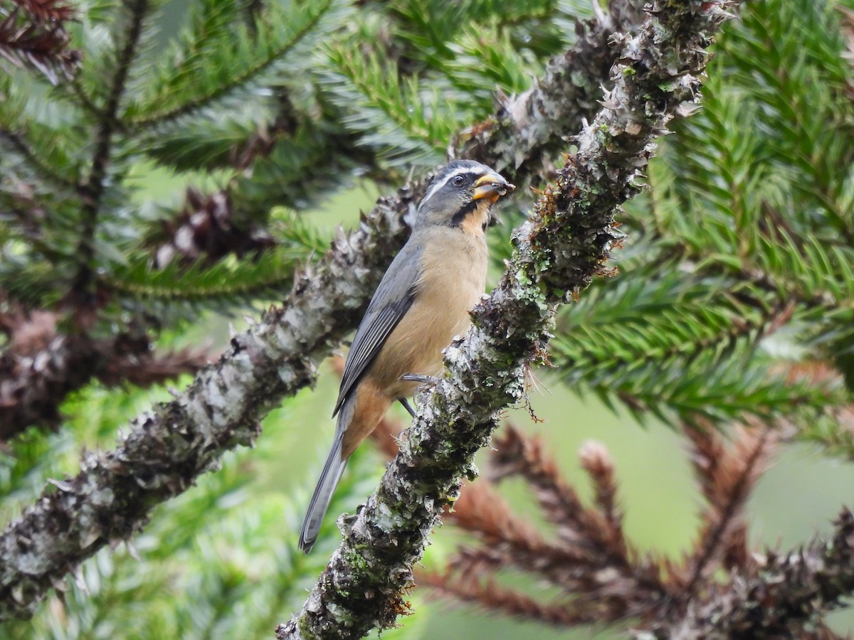 Thick-billed Saltator - ML635732784