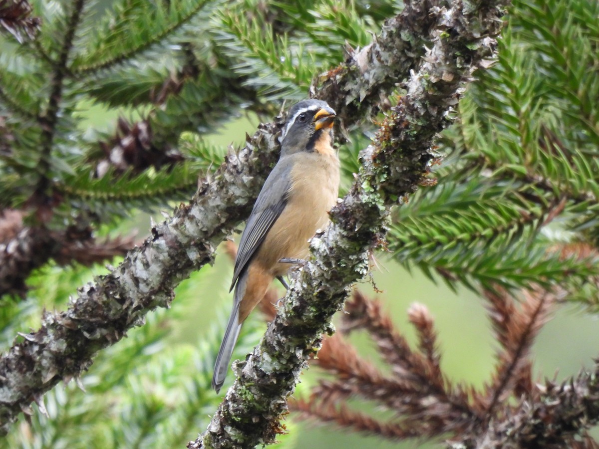 Thick-billed Saltator - ML635732785