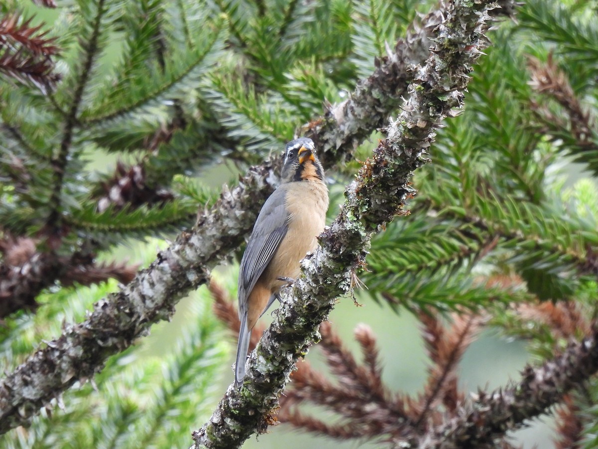 Thick-billed Saltator - ML635732786