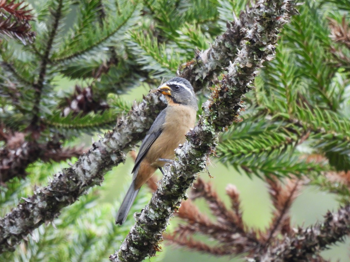 Thick-billed Saltator - ML635732787