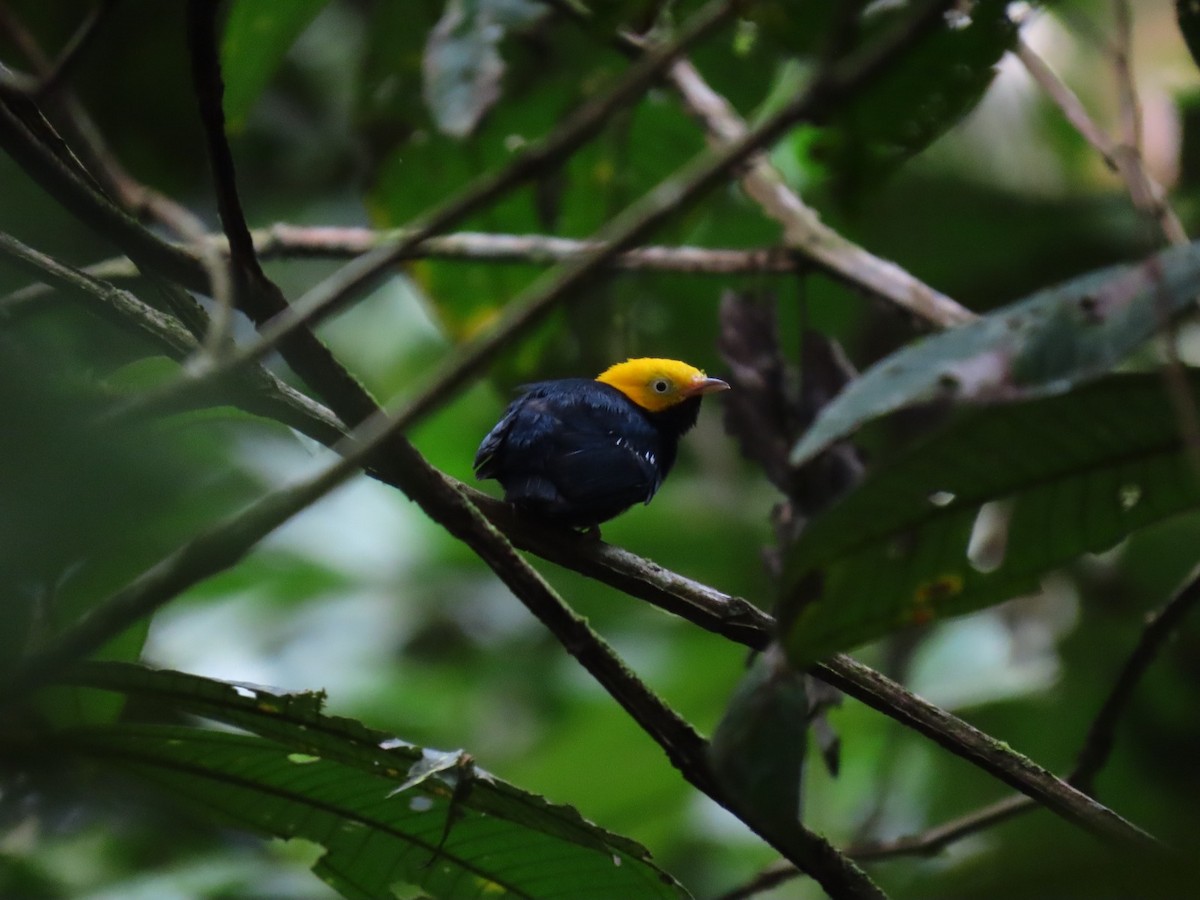 Golden-headed Manakin - ML635732809