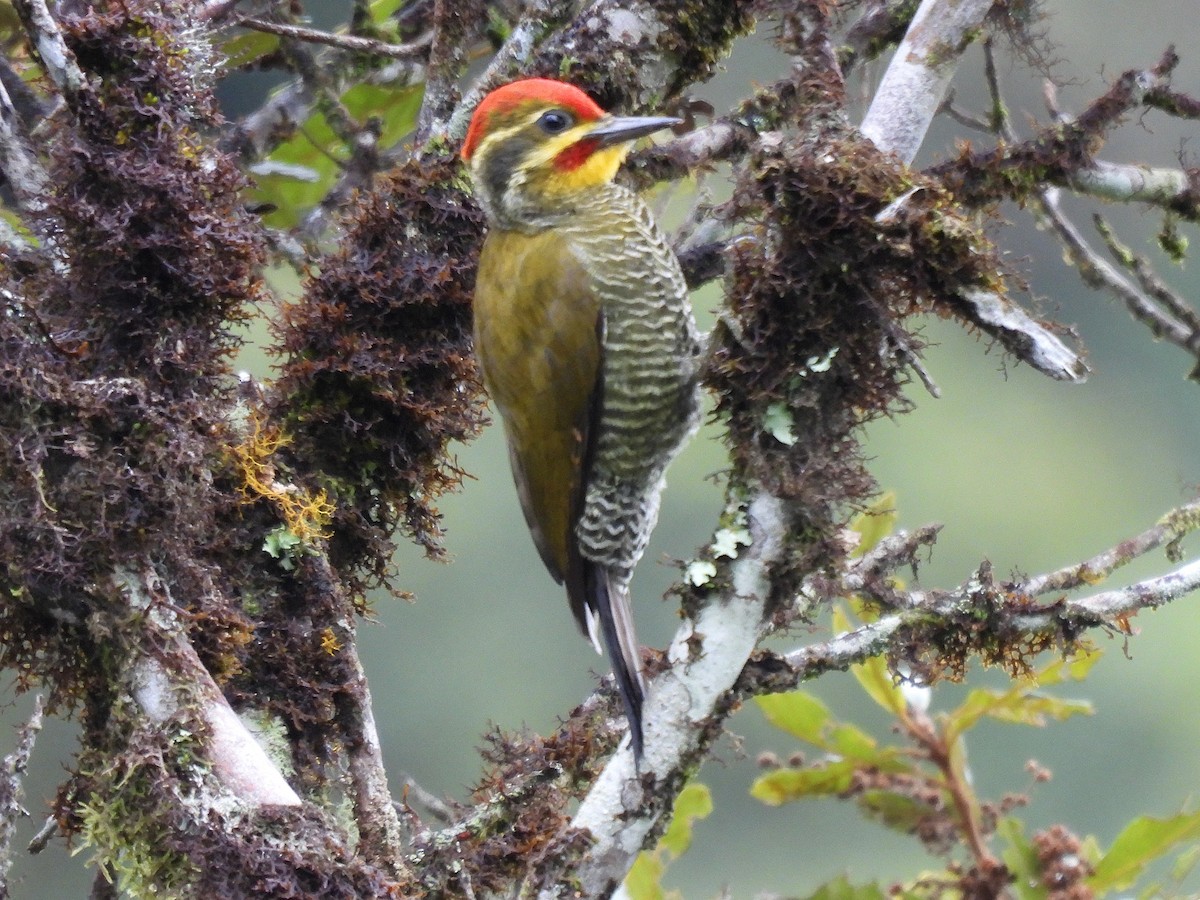 White-browed Woodpecker - ML635732860