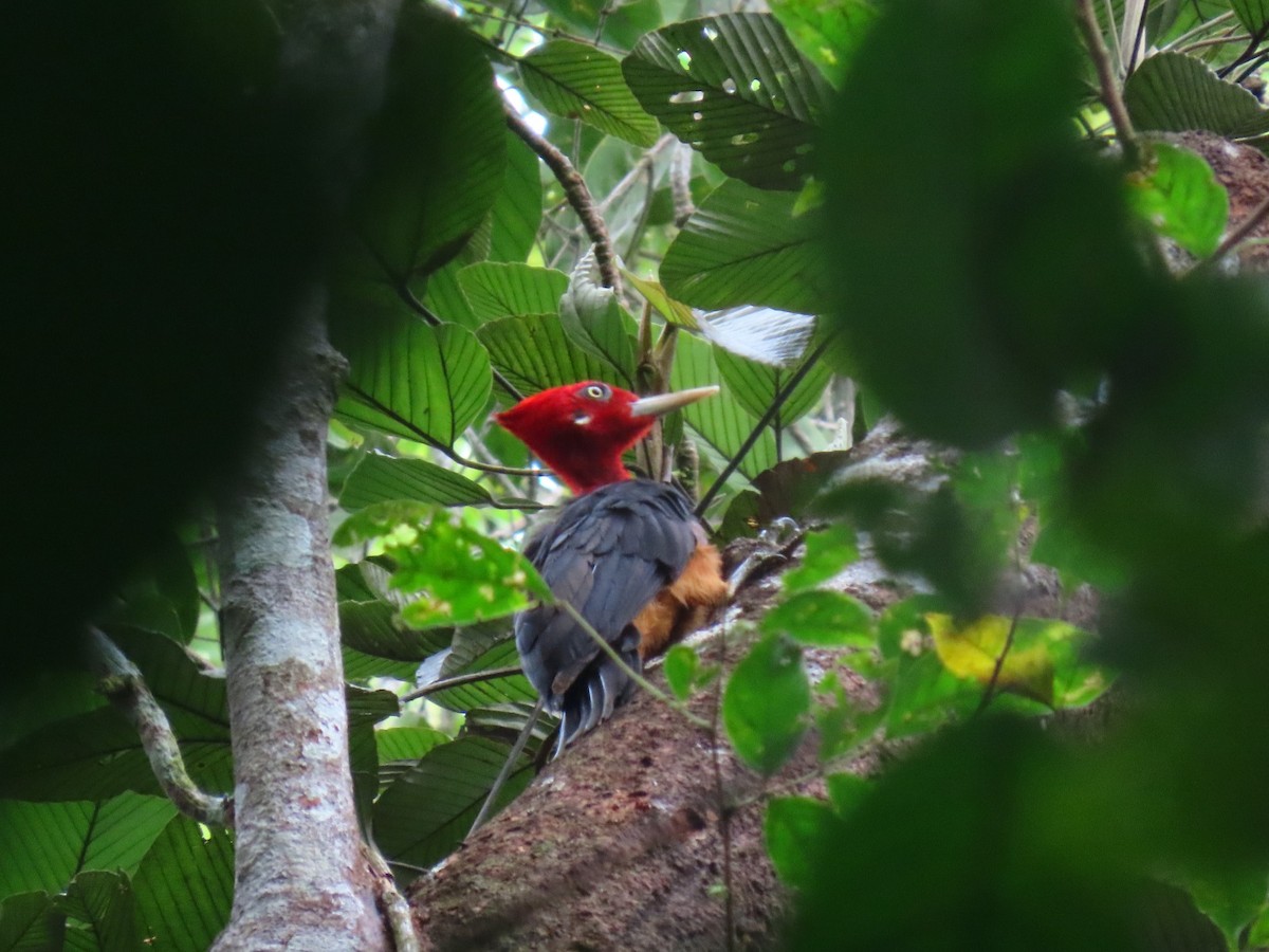 Red-necked Woodpecker - ML635732885