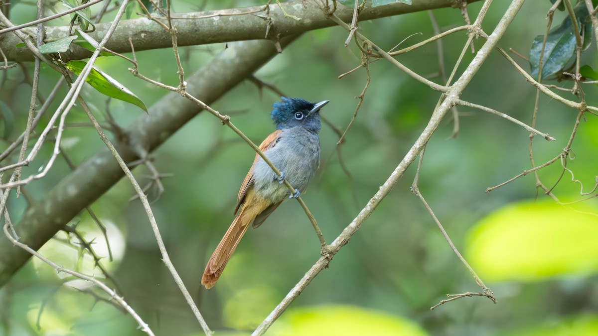 African Paradise-Flycatcher - ML635732901