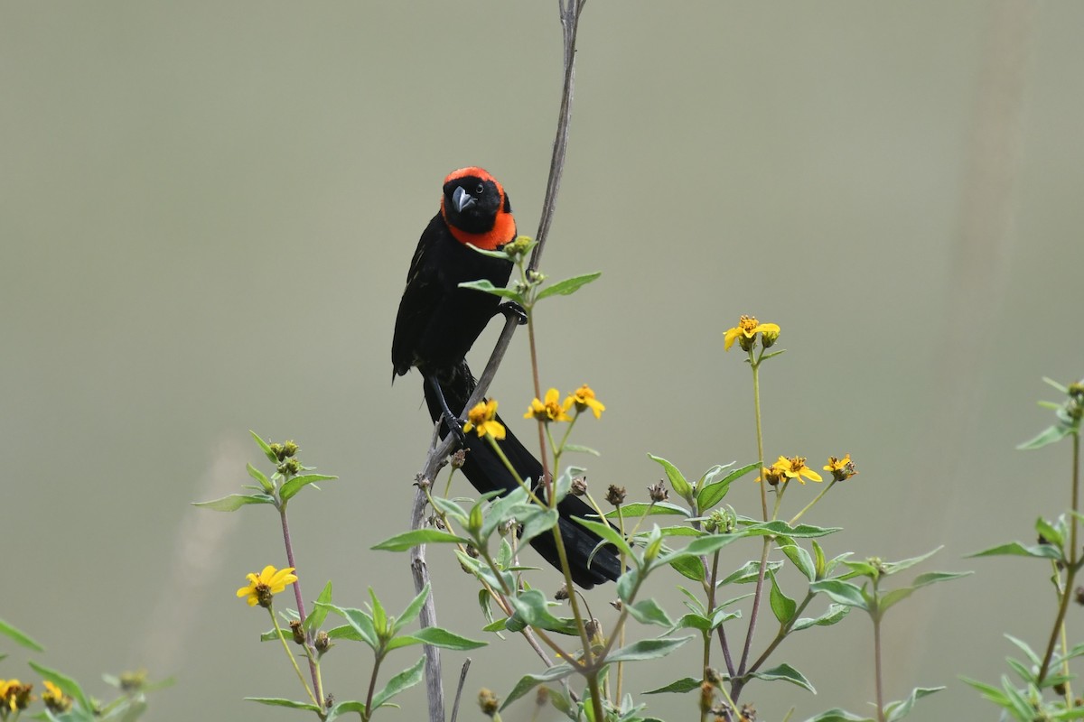 Red-cowled Widowbird - ML635732955