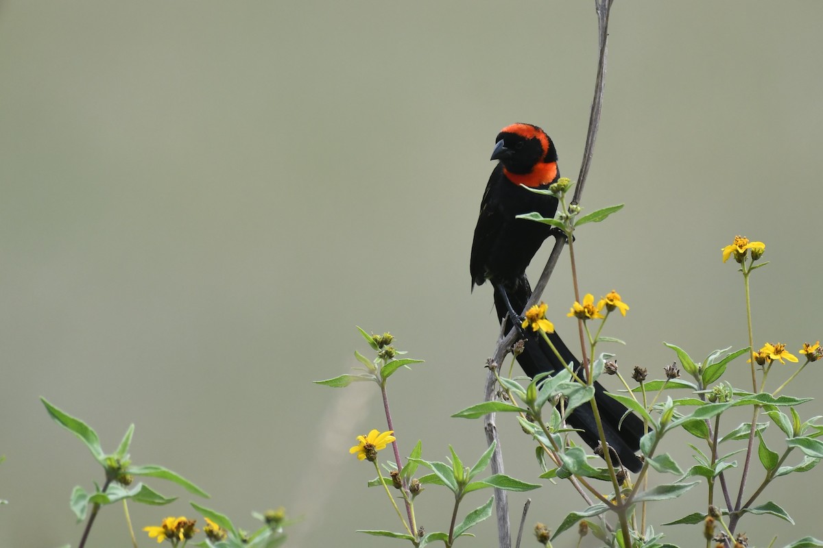 Red-cowled Widowbird - ML635732957