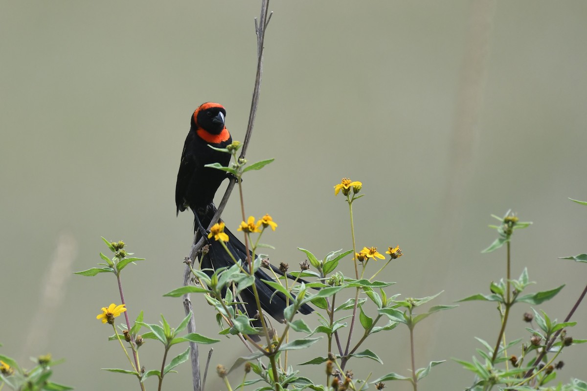 Red-cowled Widowbird - ML635732959