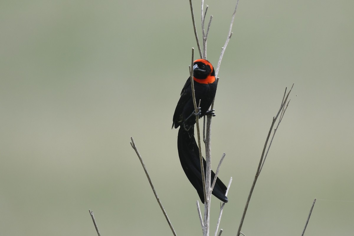 Red-cowled Widowbird - ML635732960