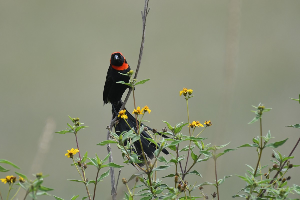 Red-cowled Widowbird - ML635732961