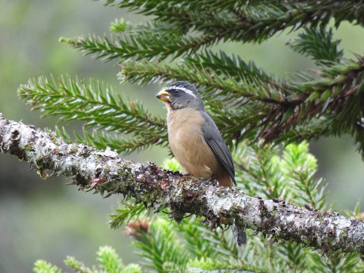 Thick-billed Saltator - ML635732963