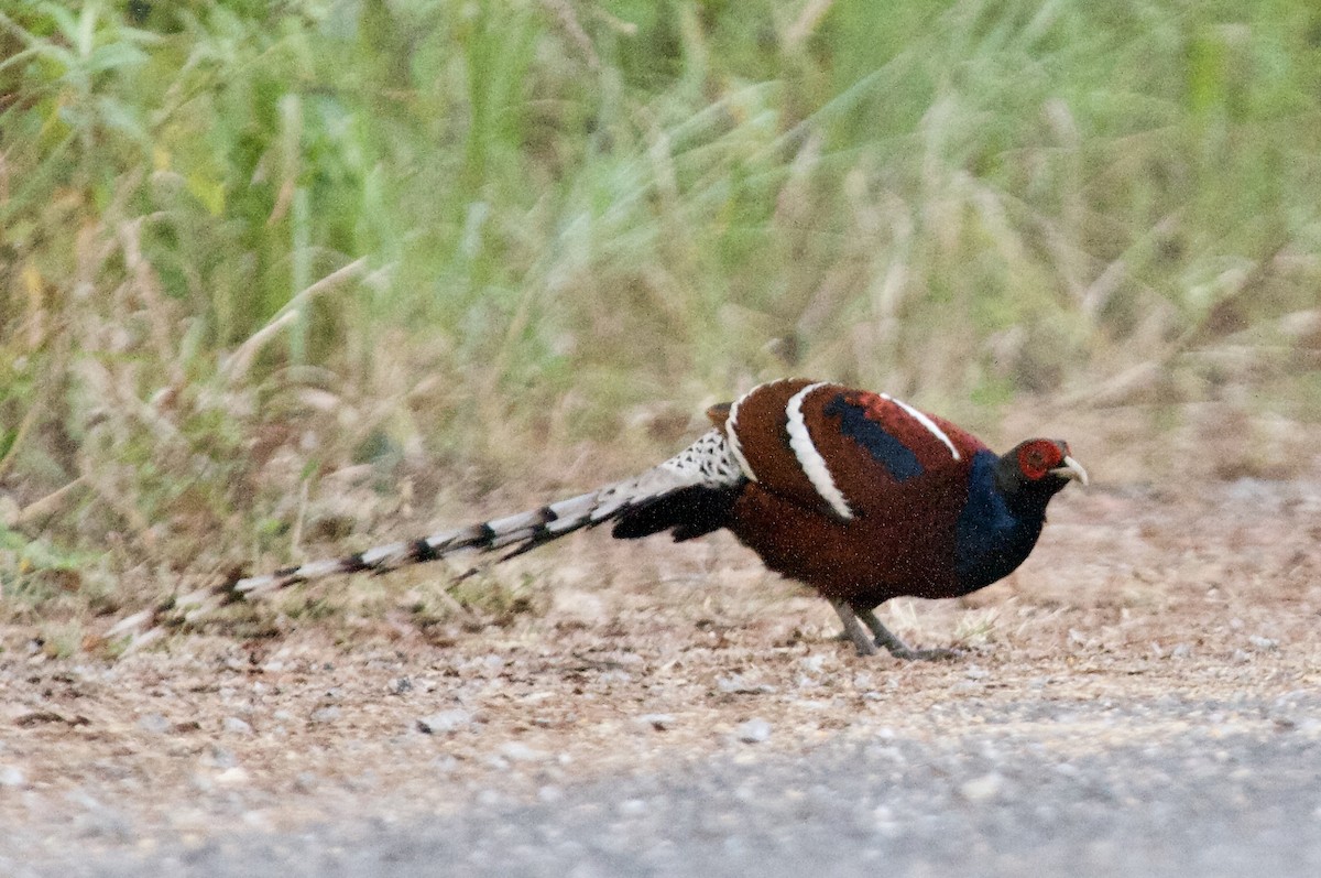 Mrs. Hume's Pheasant - ML635733014