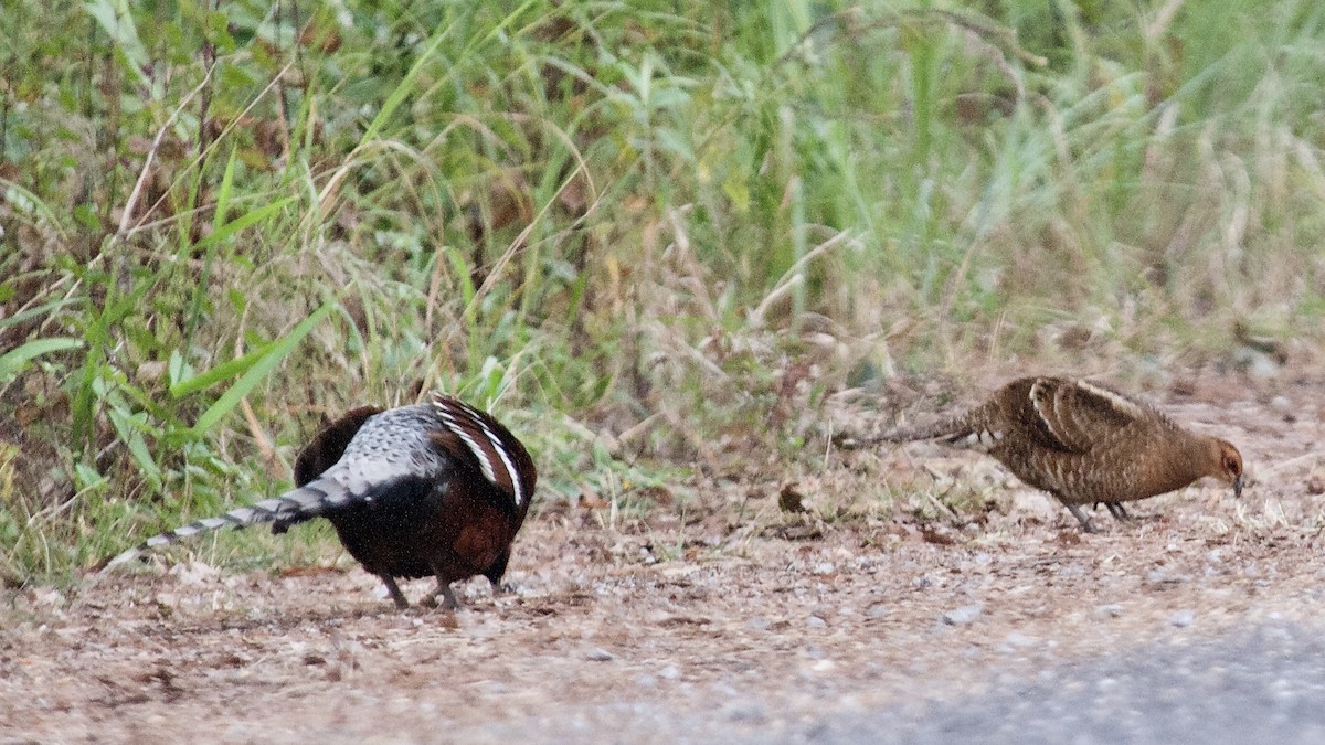 Mrs. Hume's Pheasant - ML635733015