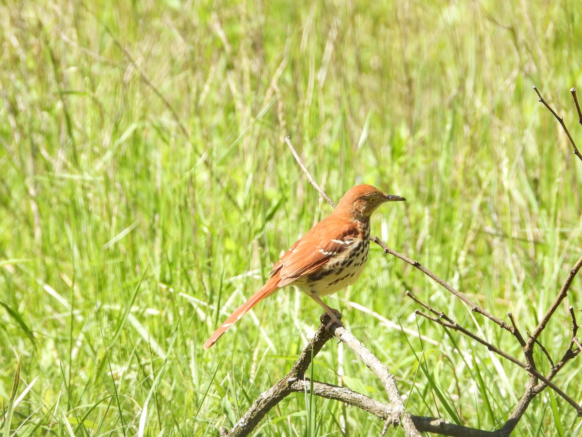 Brown Thrasher - ML635733073